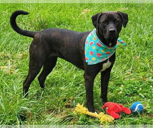 Labrador Retriever-Unknown Mix Dogs for adoption in Germantown, OH, USA