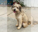 Small Photo #3 Mutt Puppy For Sale in Newport Beach, CA, USA