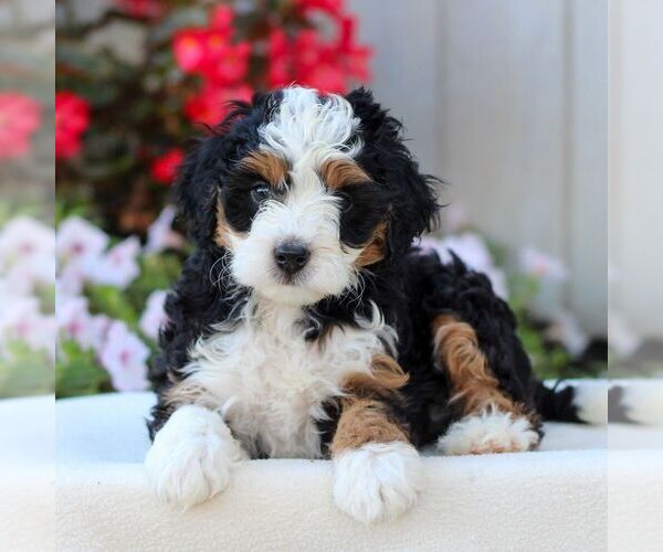 Medium Photo #4 Bernedoodle (Miniature) Puppy For Sale in LITITZ, PA, USA