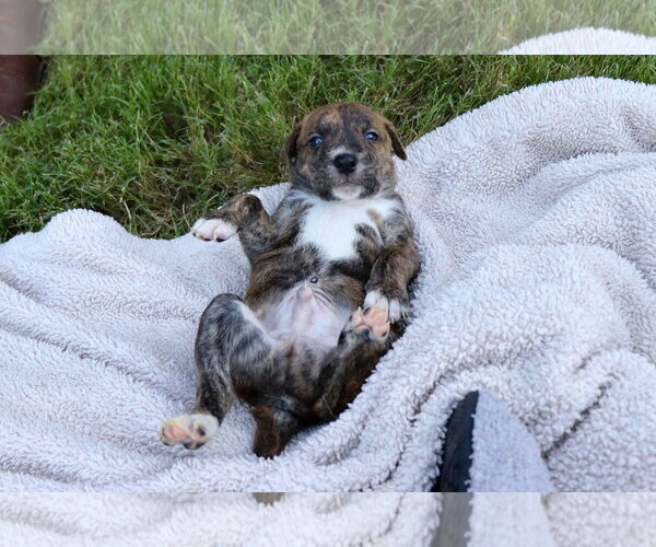 Medium Photo #3 American Staffordshire Terrier-Labrador Retriever Mix Puppy For Sale in Atlanta, GA, USA