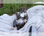 Small #2 American Staffordshire Terrier-Labrador Retriever Mix