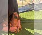 Small Dachshund
