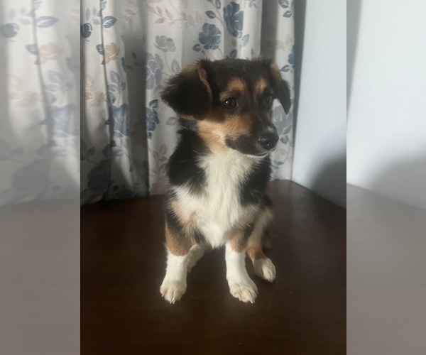 Medium Photo #30 Aussie-Corgi Puppy For Sale in DURHAM, CT, USA