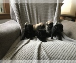 Small Photo #14 Pug Puppy For Sale in DAYTON, VA, USA
