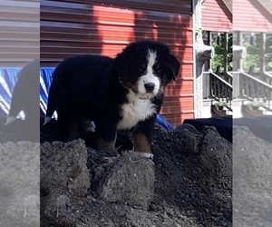 Bernese Mountain Dog Puppy for Sale in KENBRIDGE, Virginia USA
