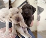Small Photo #3 Labrador Retriever Puppy For Sale in BYERS, CO, USA