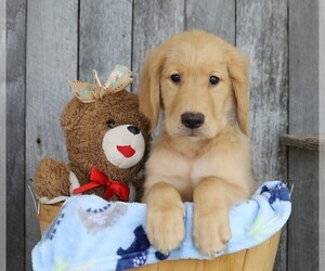 Golden Retriever Puppy for sale in FREDERICKSBG, OH, USA