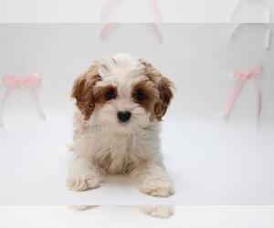 Cavapoo-Poodle (Toy) Mix Puppy for sale in JASONVILLE, IN, USA
