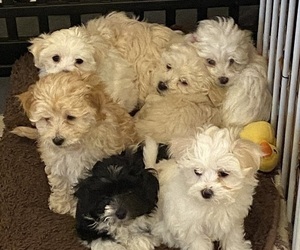 Havanese-Poodle (Toy) Mix Puppy for Sale in TUCSON, Arizona USA