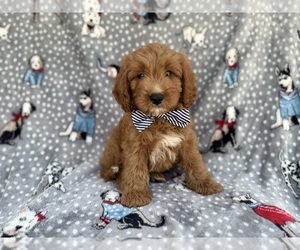 Cavapoo (Standard) Puppy for sale in LAKELAND, FL, USA