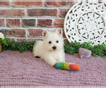 Small #7 West Highland White Terrier