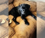 Puppy Sunny Cane Corso