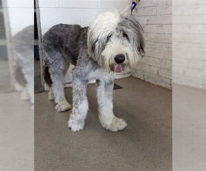 Old English Sheepdog Dogs for adoption in San Bernardino, CA, USA