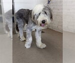 Small Old English Sheepdog