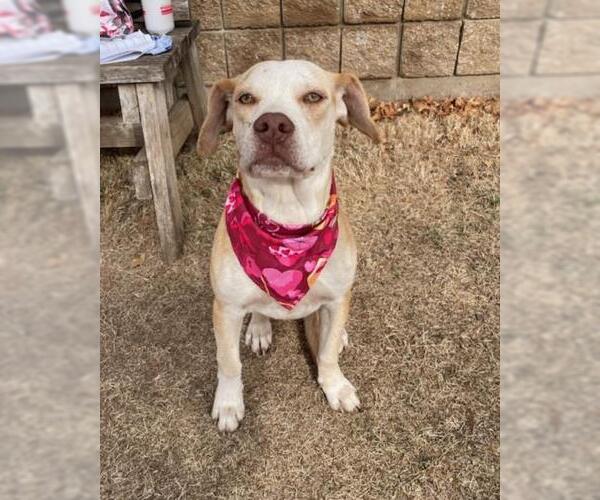 Medium Photo #1 Labrador Retriever-Unknown Mix Puppy For Sale in Tulsa, OK, USA