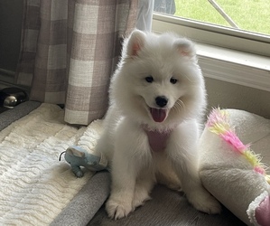 Samoyed Puppy for sale in WEATHERFORD, TX, USA