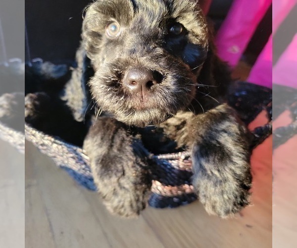 Medium Photo #3 Goldendoodle Puppy For Sale in KIMBALL, MN, USA