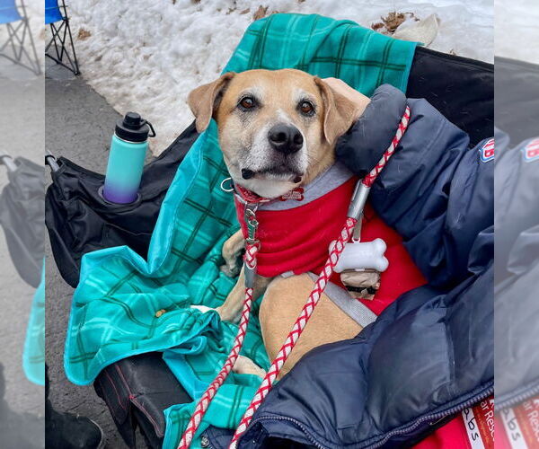 Medium Photo #4 Labrador Retriever-Unknown Mix Puppy For Sale in Canton, CT, USA