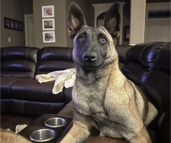 Medium Photo #1 Belgian Malinois Puppy For Sale in ATHENS, AL, USA