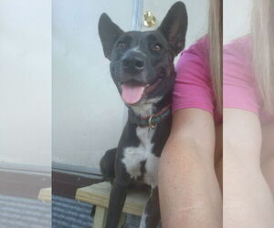 Zarah - Female Mutt Dog for Adoption - Photo #4