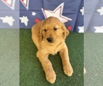 Small #6 Golden Retriever