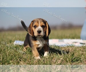 Beagle Puppy for sale in LAMAR, MO, USA