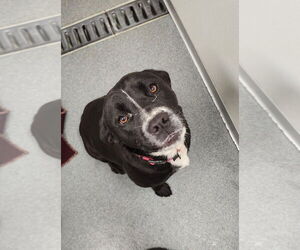 Labrador Retriever-Unknown Mix Dogs for adoption in Oak Bluffs, MA, USA