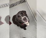 Small Labrador Retriever Mix