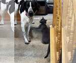 Small #2 Lab-Pointer