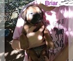 Small #9 Rhodesian Ridgeback