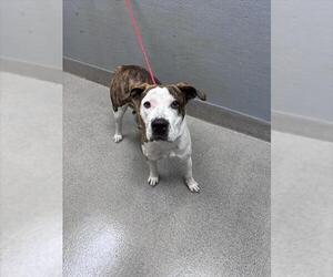 Mutt Dogs for adoption in Las Vegas, NV, USA
