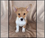 Puppy Fancy Pembroke Welsh Corgi