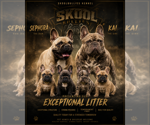 French Bulldog Puppy for sale in MARIETTA, GA, USA
