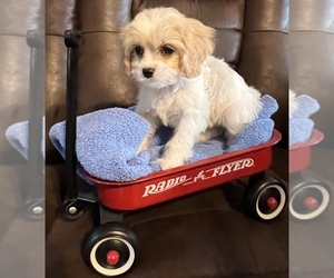 Cavapoo Puppy for sale in GREER, SC, USA