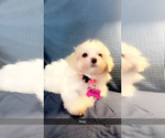 Small Photo #16 Maltipoo (Miniature) Puppy For Sale in HIGH POINT, NC, USA