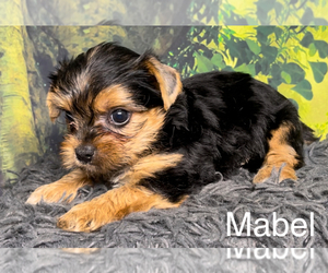 Yorkshire Terrier Puppy for sale in AZLE, TX, USA