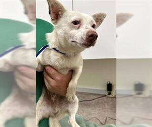 Chihuahua Dogs for adoption in Santa Maria, CA, USA