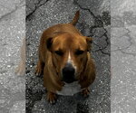 Small Photo #3 Mutt Puppy For Sale in Miami, FL, USA