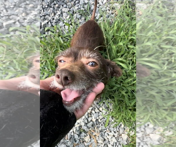 Medium Photo #3 Chihuahua-Unknown Mix Puppy For Sale in Thomasville, NC, USA