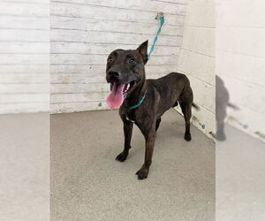 - Mix Dogs for adoption in San Bernardino, CA, USA