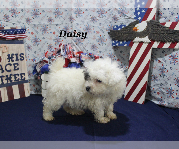 Medium Photo #20 Poodle (Toy) Puppy For Sale in CHANUTE, KS, USA