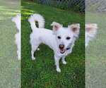 Small #11 American Eskimo Dog Mix