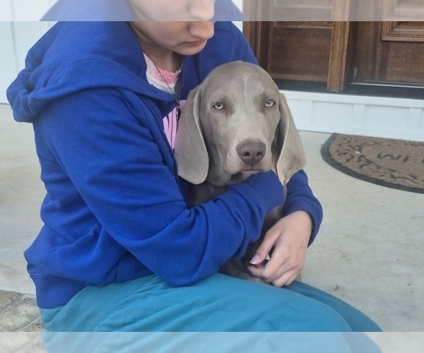 Medium Photo #3 Weimaraner Puppy For Sale in LEWISBURG, KY, USA