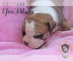 Small Photo #23 Olde English Bulldogge Puppy For Sale in WRIGHT CITY, MO, USA