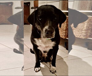 Mudder * - Female Labrador Retriever-Unknown Mix Dog for Adoption - Photo #3
