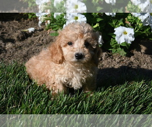Poodle (Miniature) Dog for Adoption in BLOOMINGTON, Indiana USA