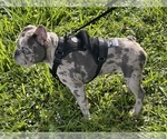 Small #4 French Bulldog