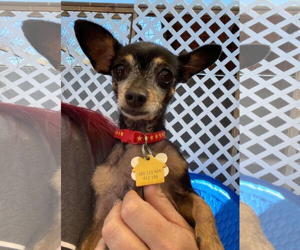 Medium Photo #2 Chihuahua-Unknown Mix Puppy For Sale in Tempe , AZ, USA