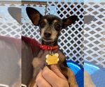 Small #1 Chihuahua Mix