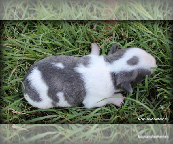 Medium Photo #5 Chihuahua Puppy For Sale in WISTER, OK, USA